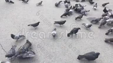 一群饥饿的鸽子在地上奔跑，吃面包和种子。